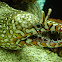 Dragon Moray Eel