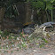 Superb Lyrebird
