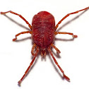 Red Velvet Mite