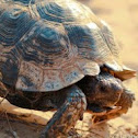 Texas Tortoise