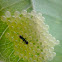 Hemiptera Nymphs Eggs and Egg Parasitoid