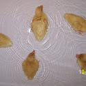 Call Duck