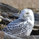 Snowy Owl
