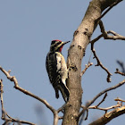 Yellow bellied Sapsucker