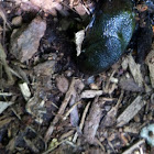 Leech