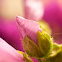 Malva moschata