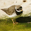 Ringed plover