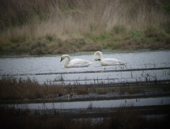 Spotting Image 1