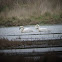 Tundra Swan