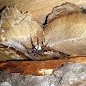 Big spider