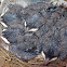 Welcome Swallow 