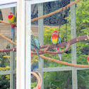 Eastern Rosella