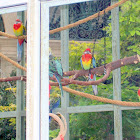 Eastern Rosella