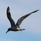 Greater Crested Tern