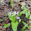 Showy Orchis
