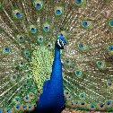 peacock