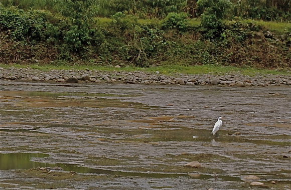Spotting Image 1