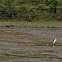 White Egret
