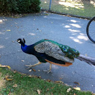 Peacock