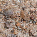 Nyctibatrachus - Habitat shot