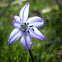 Siberian Squill