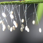 Lacewing eggs