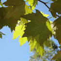 American Sycamore