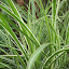 Ribbon Grass