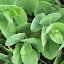 Hens and Chicks
