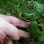 Chili Pepper 'Jalapeno' planting