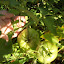 Tomato 'Big Beef F1 Hybrid' planting