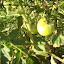 Tomato 'Sungold Cherry' planting