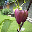 Bell Pepper - Lilac