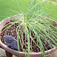 Chives