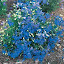 Delphinium, Blue Butterfly