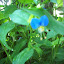 Dayflower