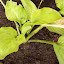 Hosta Sum and Substance