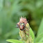 japanese beetle