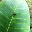 long legged fly