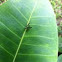 long legged fly
