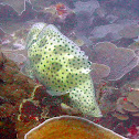 Humpback Grouper