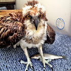 Osprey