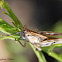 Devastating Grasshopper (Nymph)