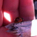 Lady bug