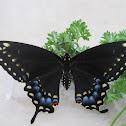 Eastern Black Swallowtail