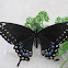 Eastern Black Swallowtail