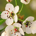 Unknown flower