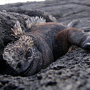 Galapagos  Iguana