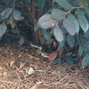 Gray Rat Snake