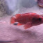 Pink Rockfish